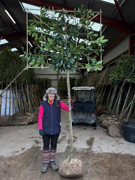 Prunus Novita Pleached 12/14cm G 180cm St, 120cm H x 150cm W