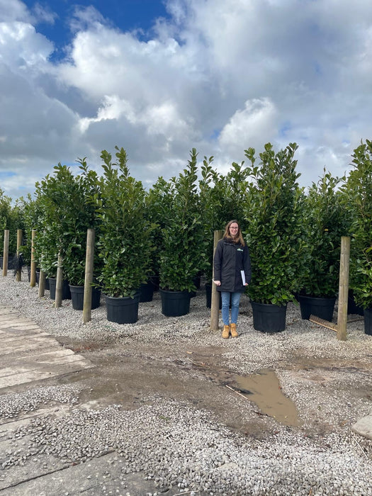 Cherry Laurel Hedging Super Size 225/250 110 Litre Pot