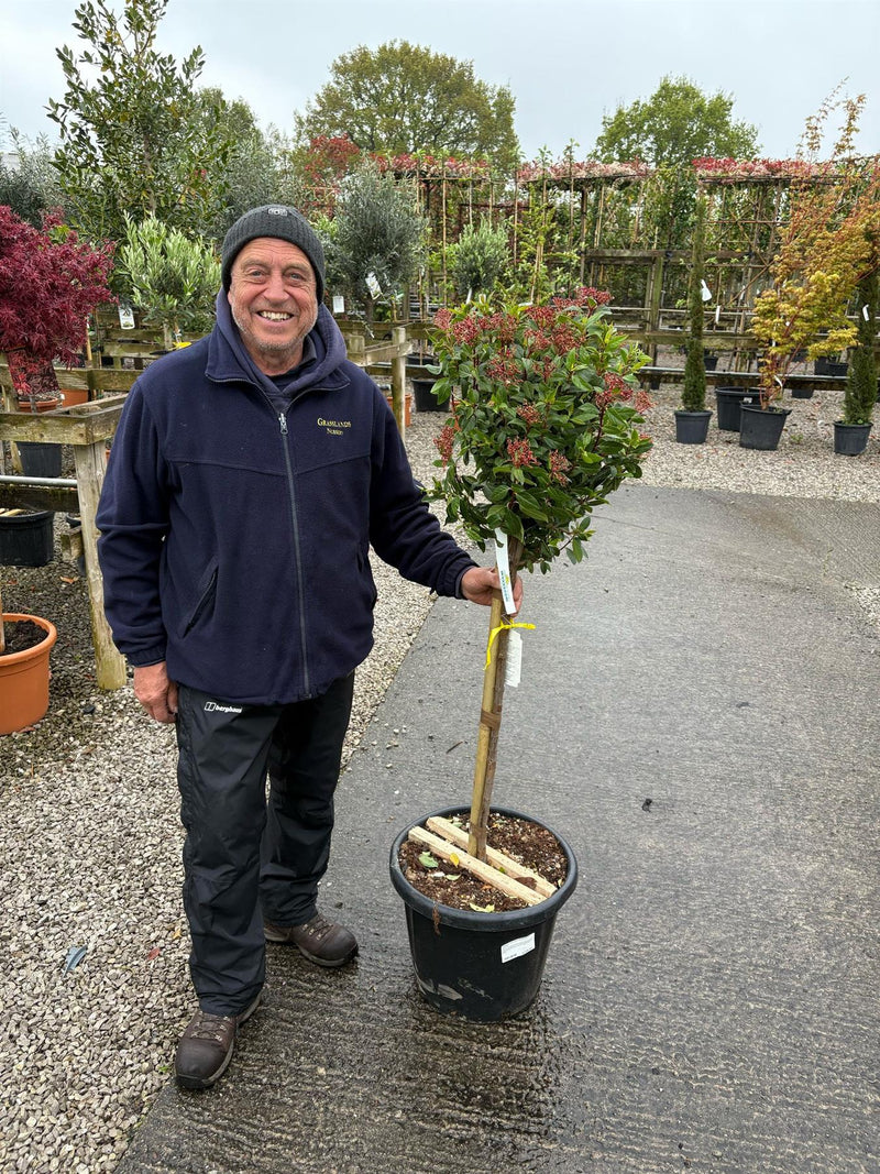 Viburnum Tinus Spirit 1/2 Standard 25 Litre Pot