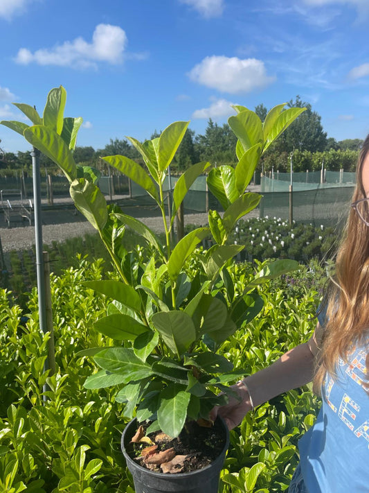 Pallet Deal Cherry Laurel Hedging 3 Litre 60-70cm x 100