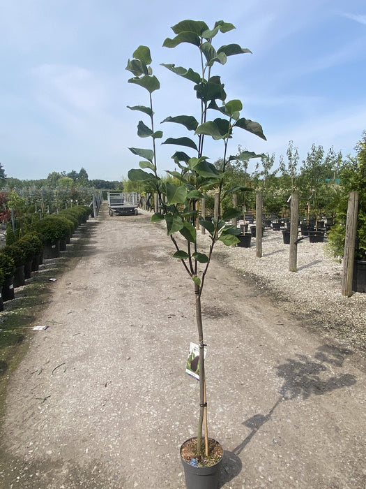 Magnolia Black Beauty 12 Litre Pot 1/2 Standard