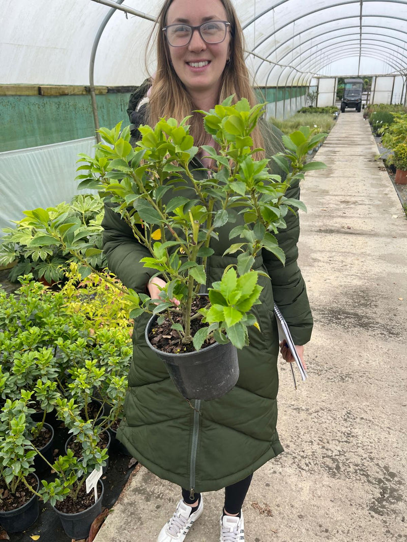 Ilex mes.Heckenfee 2 Litre