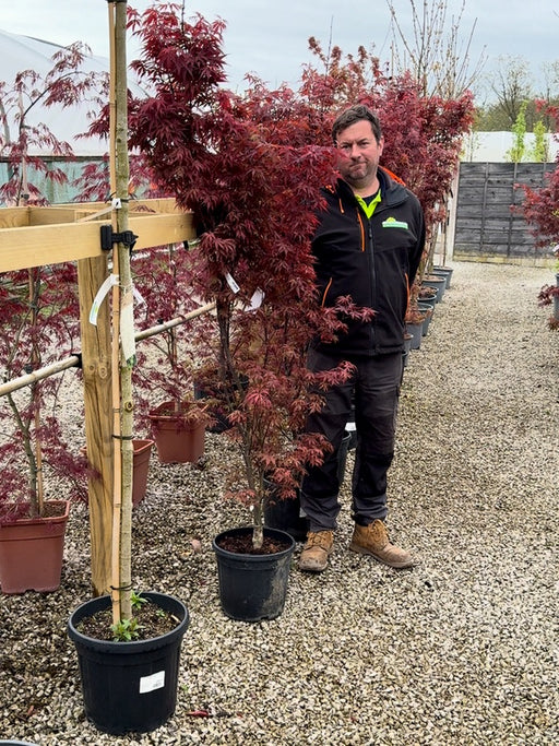 Acer Palmatum Skeeters Broom 15 Litre Pot