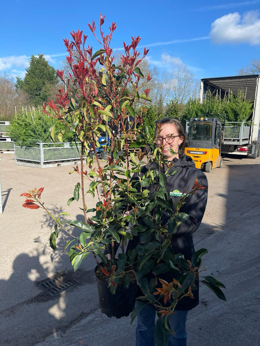 Photinia Red Robin Bush 7.5 Litre Pot 100/120cm