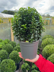 Euonymus Jap. Green Spire Ball 2 Litre Pot 20cm