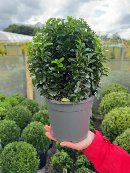 Euonymus Jap. Green Spire Ball 2 Litre Pot 20cm