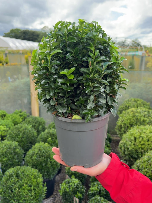 Euonymus Jap. Green Spire Ball 2 Litre Pot 20cm