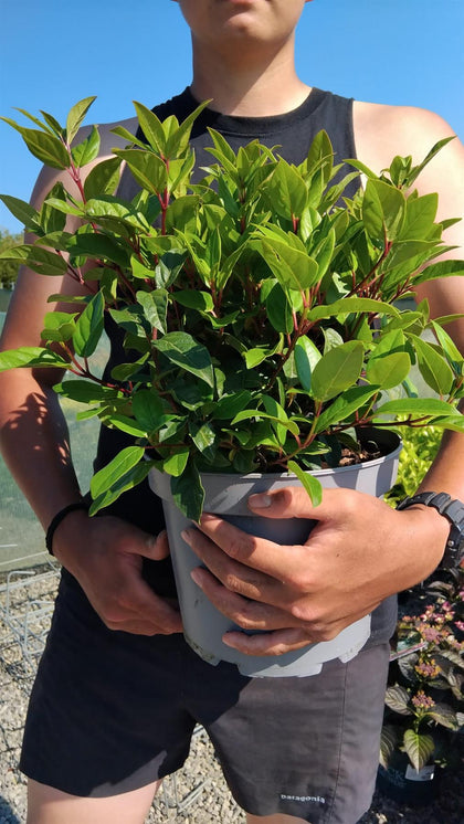 Viburnum Tinus Spirit 5 Litre Pot