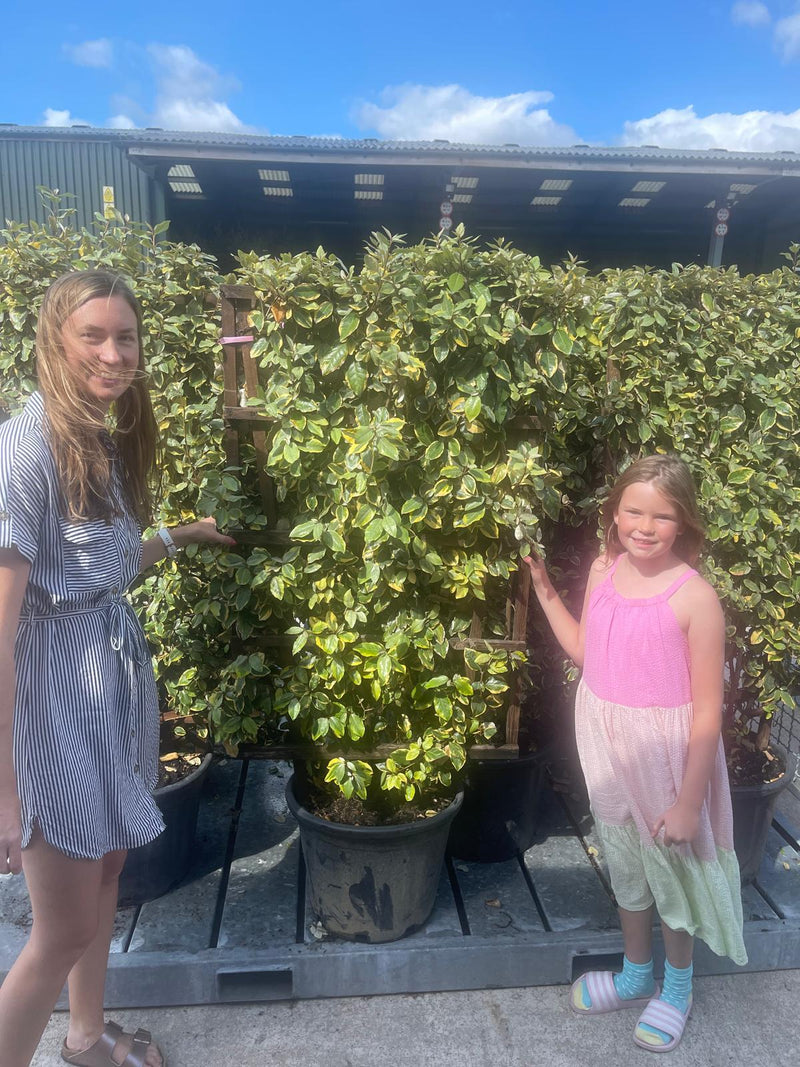Elaeagnus x Vivileg Pleached Wall Frame 35 Litre Pot 120x70