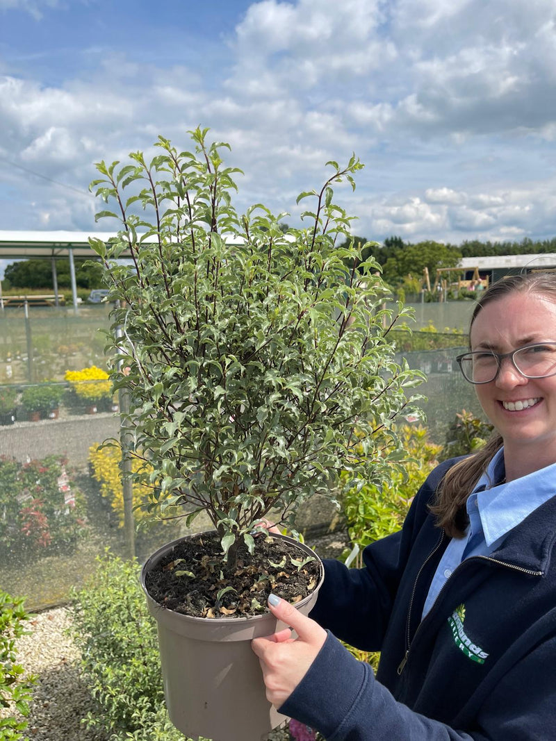 Pittosporum Tenuifolium Penmarch 5 Litre Pot