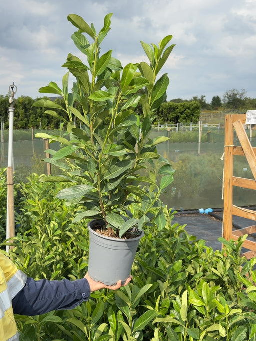 Prunus laurocerasus Caucasica - Cherry Laurel 4.5 Litre Pot 60-80cm