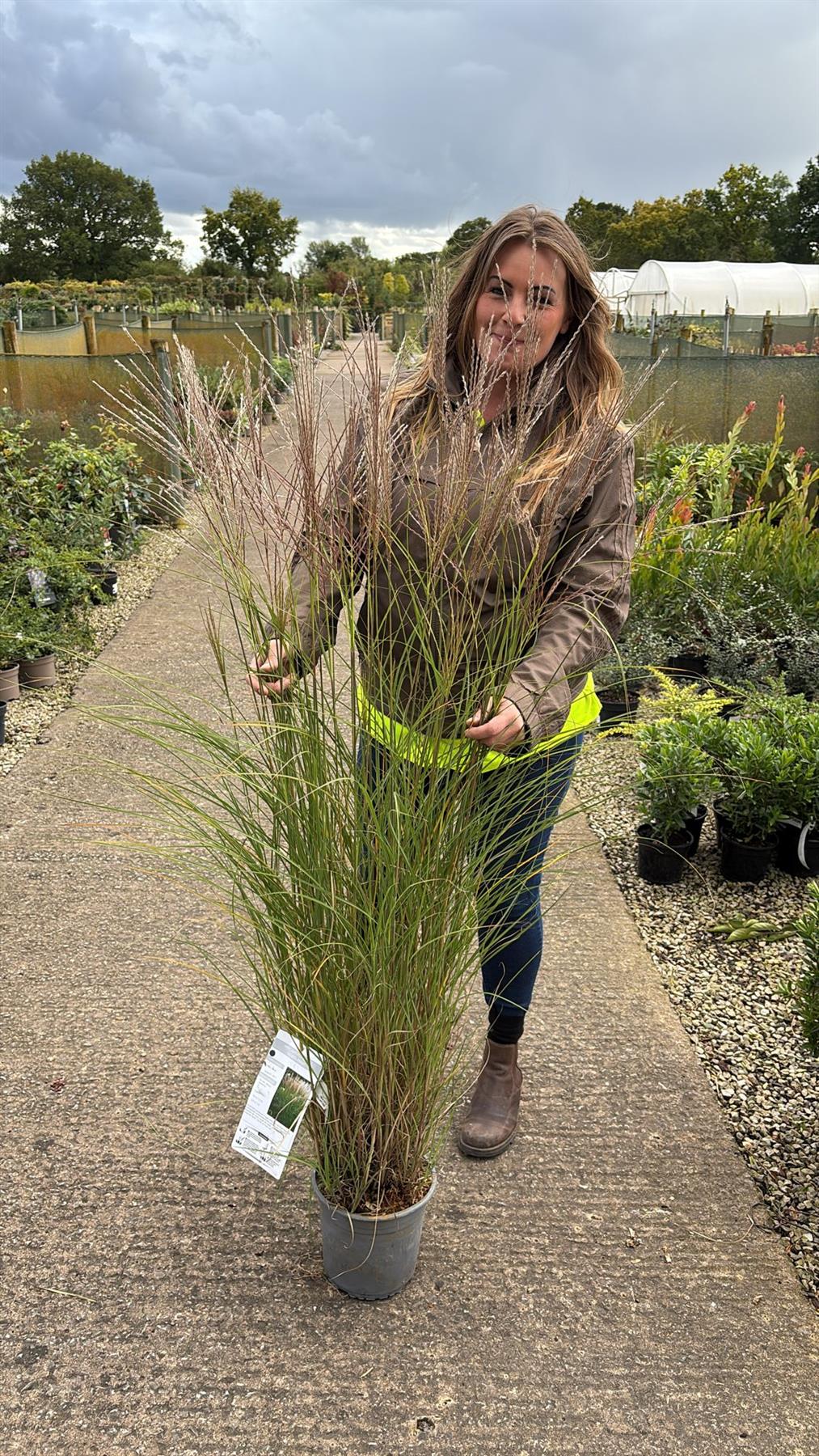 Miscanthus Kleine Silberspinne 4.5 Litre Pot