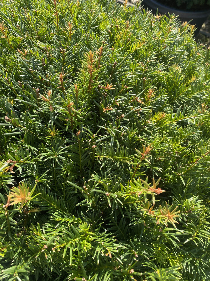 taxus domes Taxus Baccata Dome 70-80cm Wide — Grasslands Nursery
