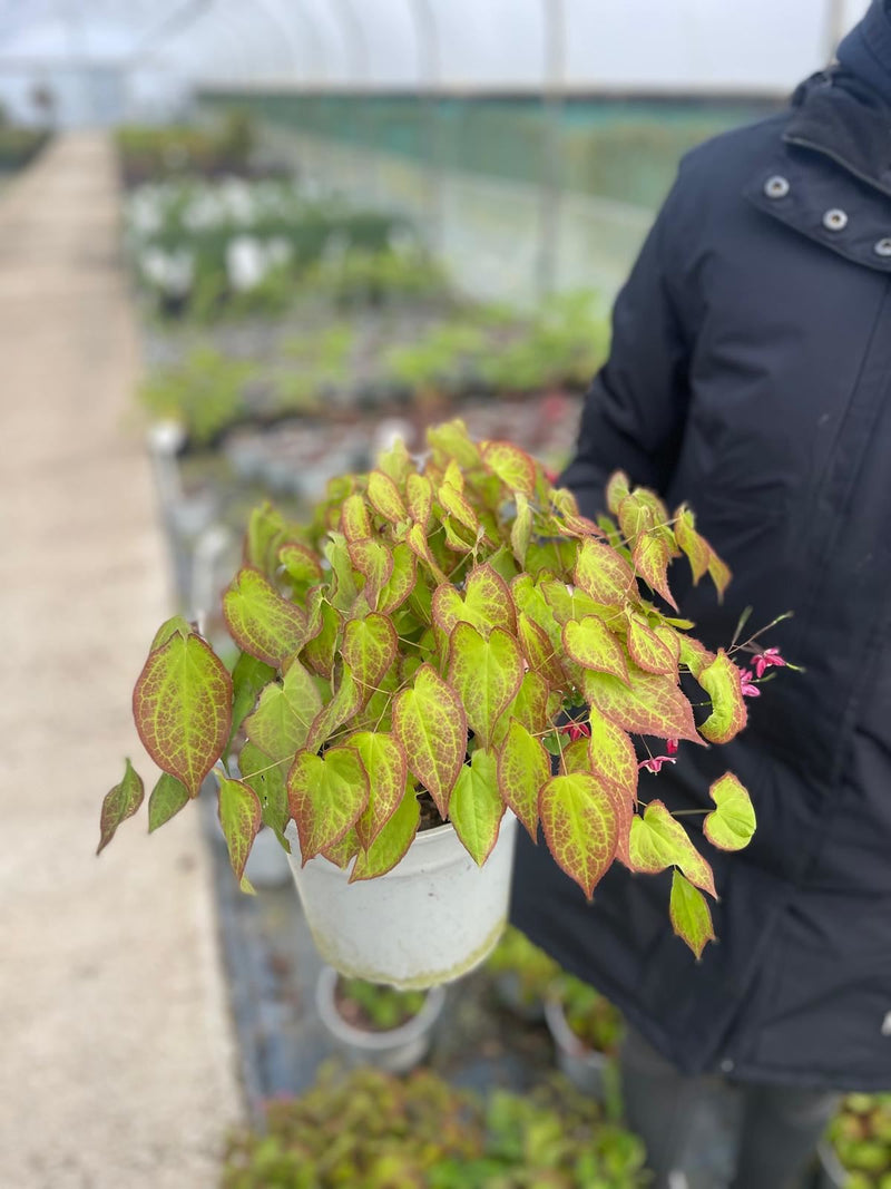 Epimedium Rubrum 11cm Pot