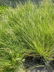 Sesleria Autumnalis 5 Litre Pot