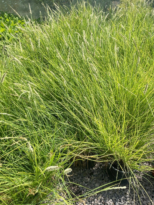 Sesleria Autumnalis 5 Litre Pot