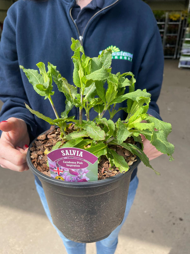 Salvia ner. Caradonna Pink Inspiration 3 Litre Pot