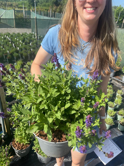 Salvia May Night 5 Litre Pot