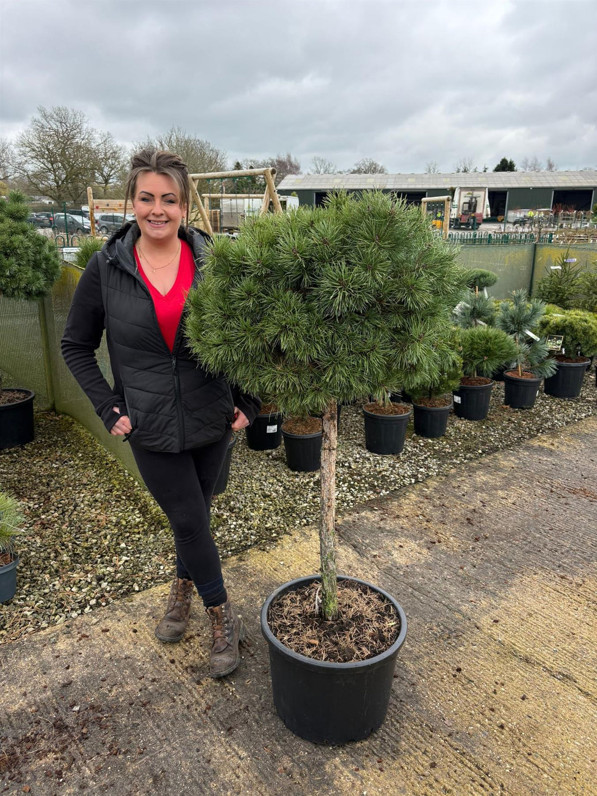 Pinus Sylvestris Sandringham Half Standard 40 Litre Pot