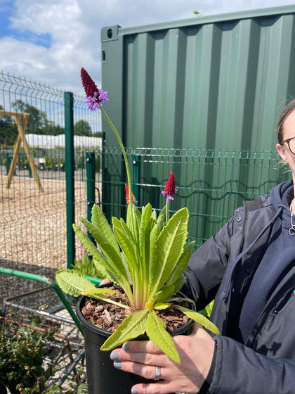 Primula Vialii 3 Litre Pot