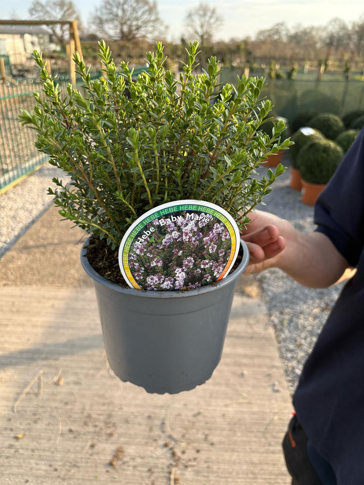 Hebe Baby Marie 2 Litre Pot