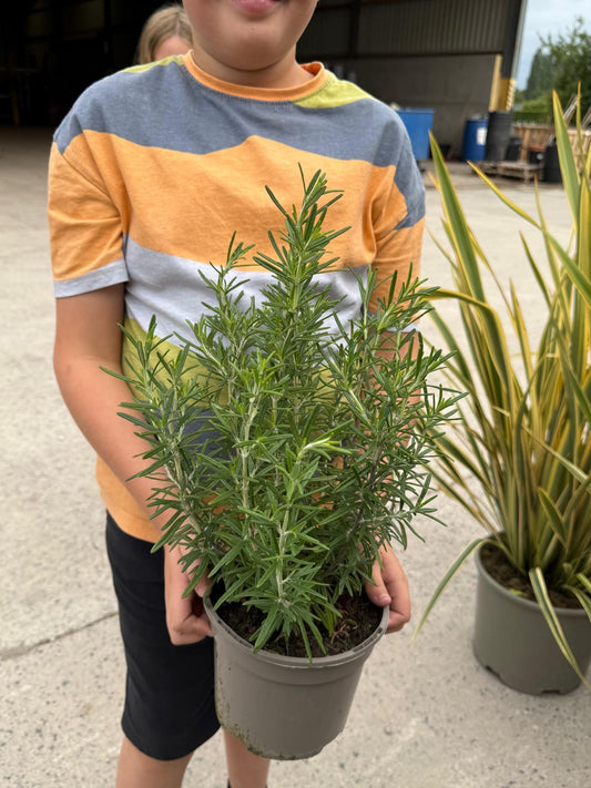 Rosmarinus Officinalis 2 Litre Pot