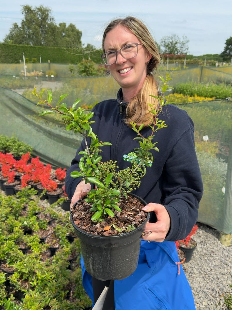 Pyracantha Saphyr® Orange - Firethorn 3 Litre Pot