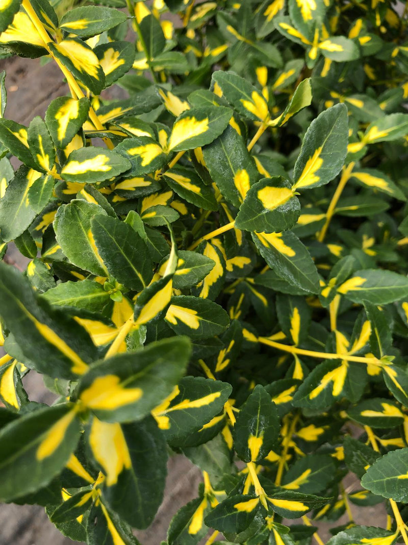Euonymus fortunei Blondy 5 Litre Pot — Grasslands Nursery