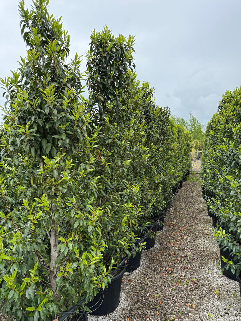 Portuguese Laurel Myrtifolia Hedging 220cm 50 Litre Pot