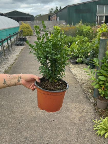 Box Hedging 25cm 2 Litre Pot