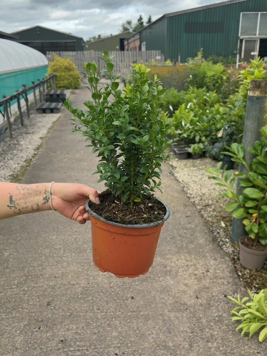 Box Hedging 25cm 2 Litre Pot