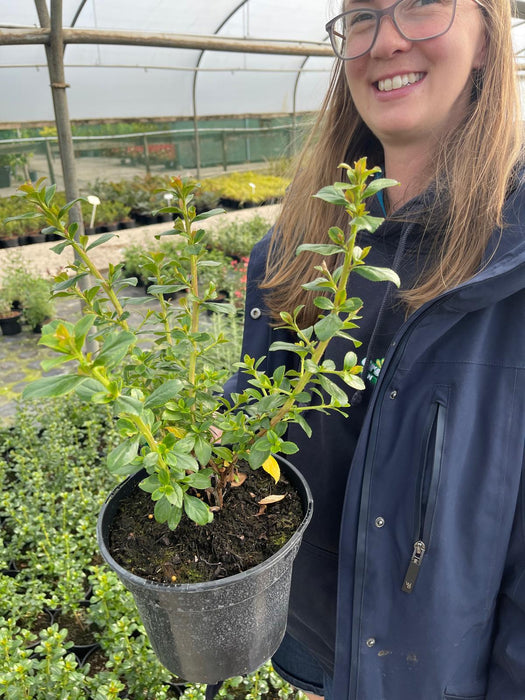 Escallonia Apple Blossom 3 Litre Pot