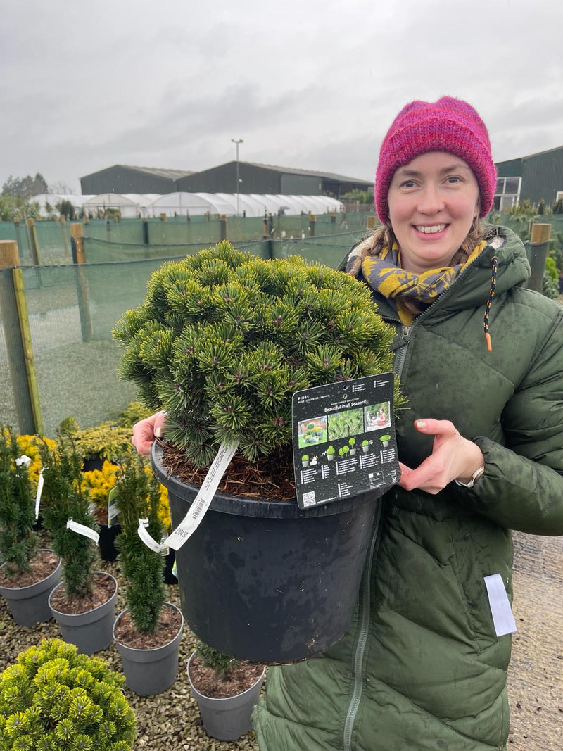 Pinus Sherwood Compact 12 Litre Pot