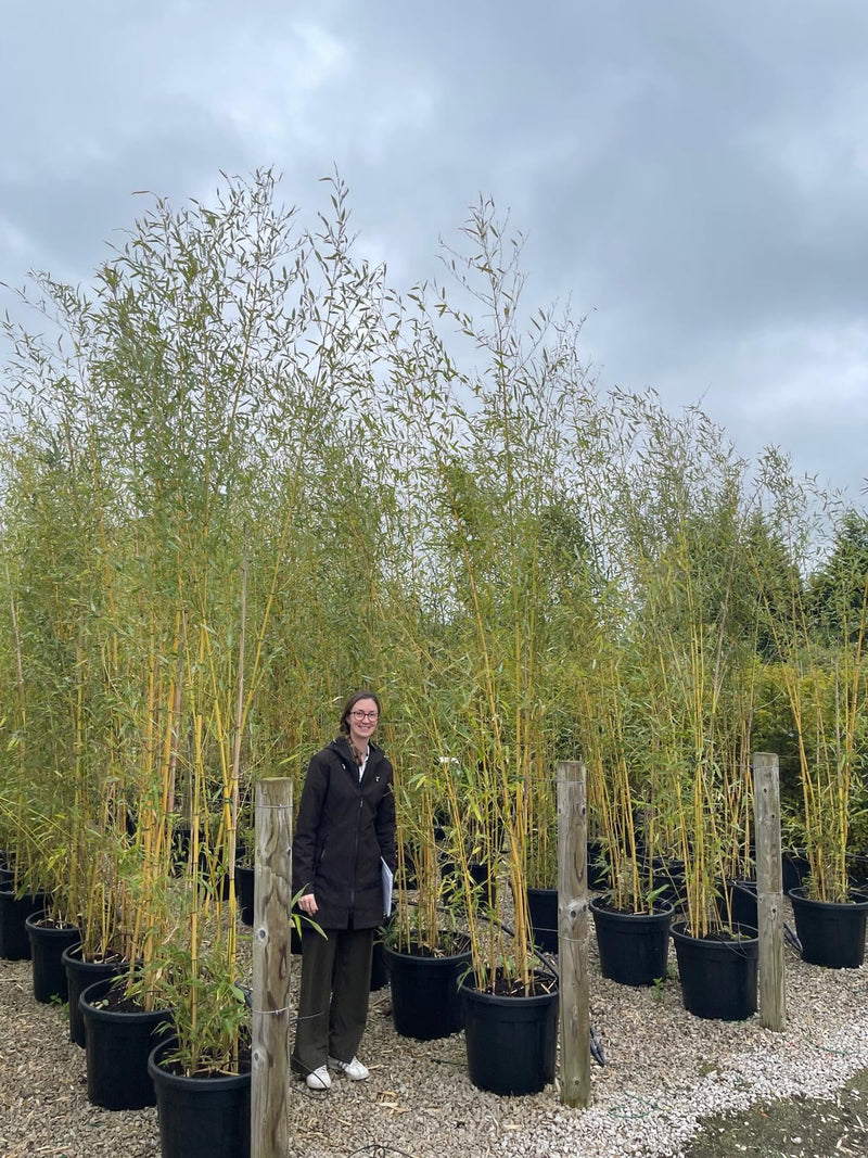 Bamboo Phyllostachys Aureosulcata Spectabilis 250-300cm