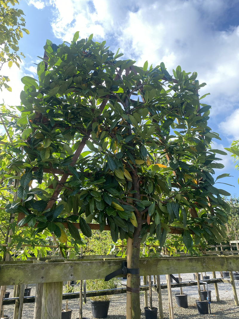 Prunus Novita Pleached Laurel Tree 150cm Stem 120x120cm Frame