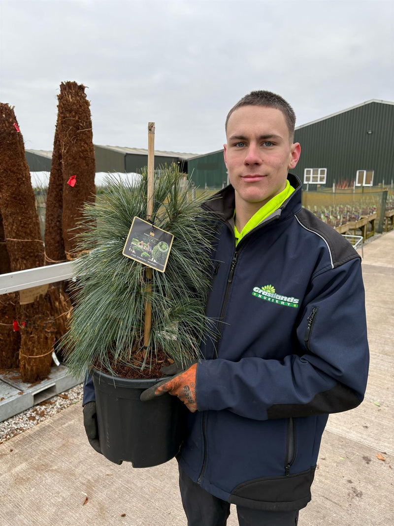 Pinus Sch. Wiethorst 11 Litre Pot