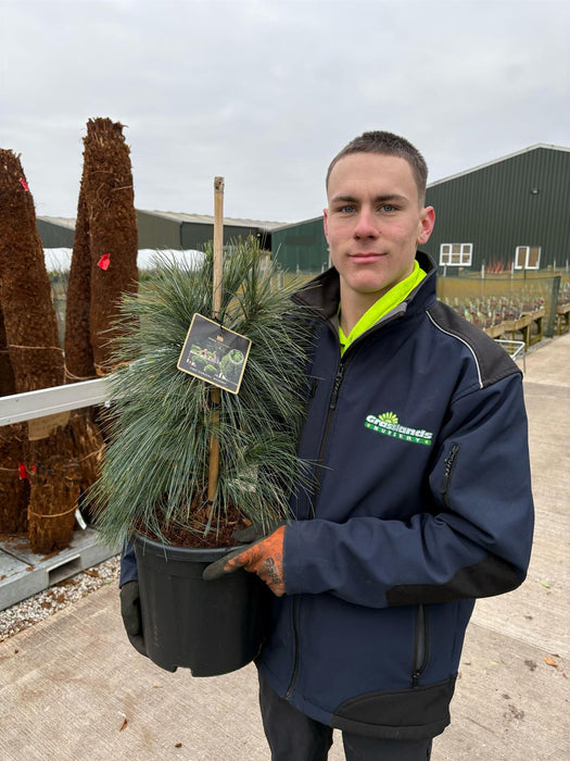 Pinus Sch. Wiethorst 11 Litre Pot