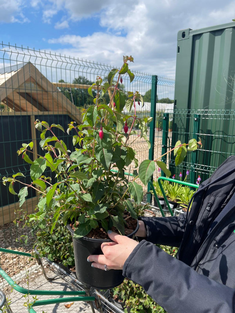 Fuchsia Mrs Popple 3 Litre Pot