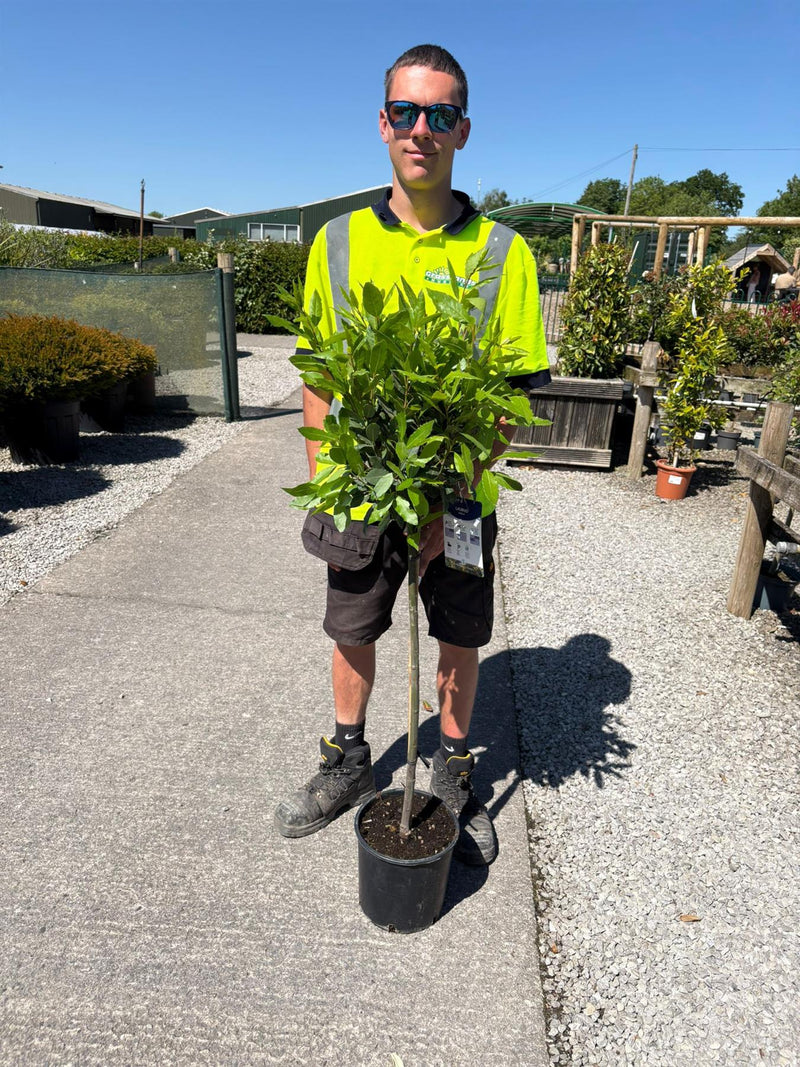 Laurus Nobilis 7 Litre Pot 1/4 Standard 70cm Stem