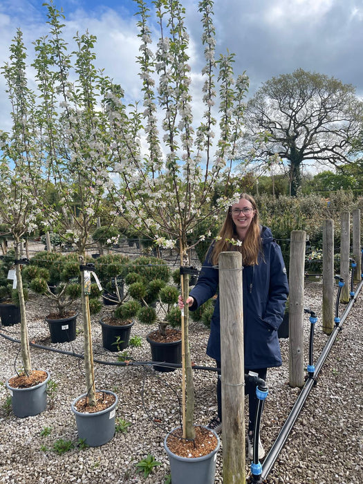 Malus Yellow Siberian Half Standard 15 Litre Pot