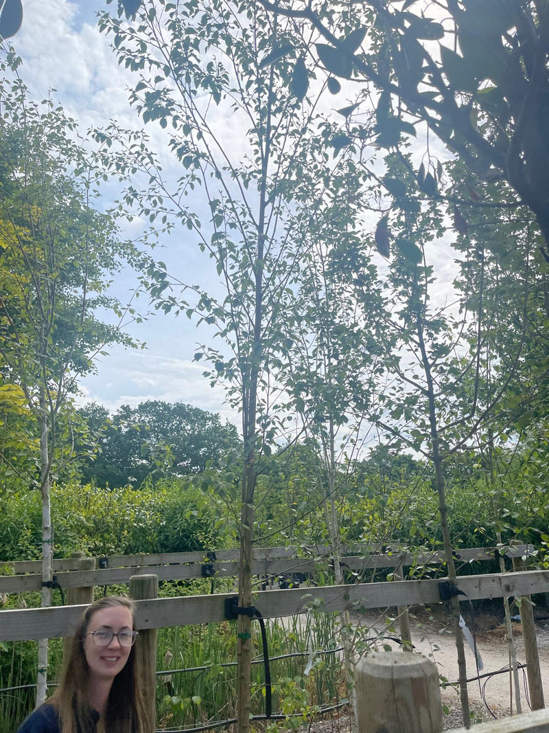 Betula Pubescens 8-10cm Girth 4 Metres tree
