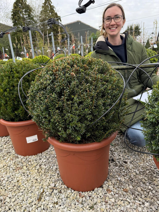 Yew Ball 20 Litre Pot 50cm