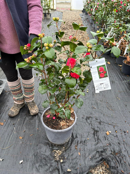 Camellia Japonica Bella Lamberti 15 Litre Pot
