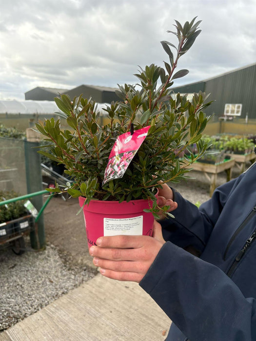 Rhododendron Bloombux Magenta 2 Litre Pot