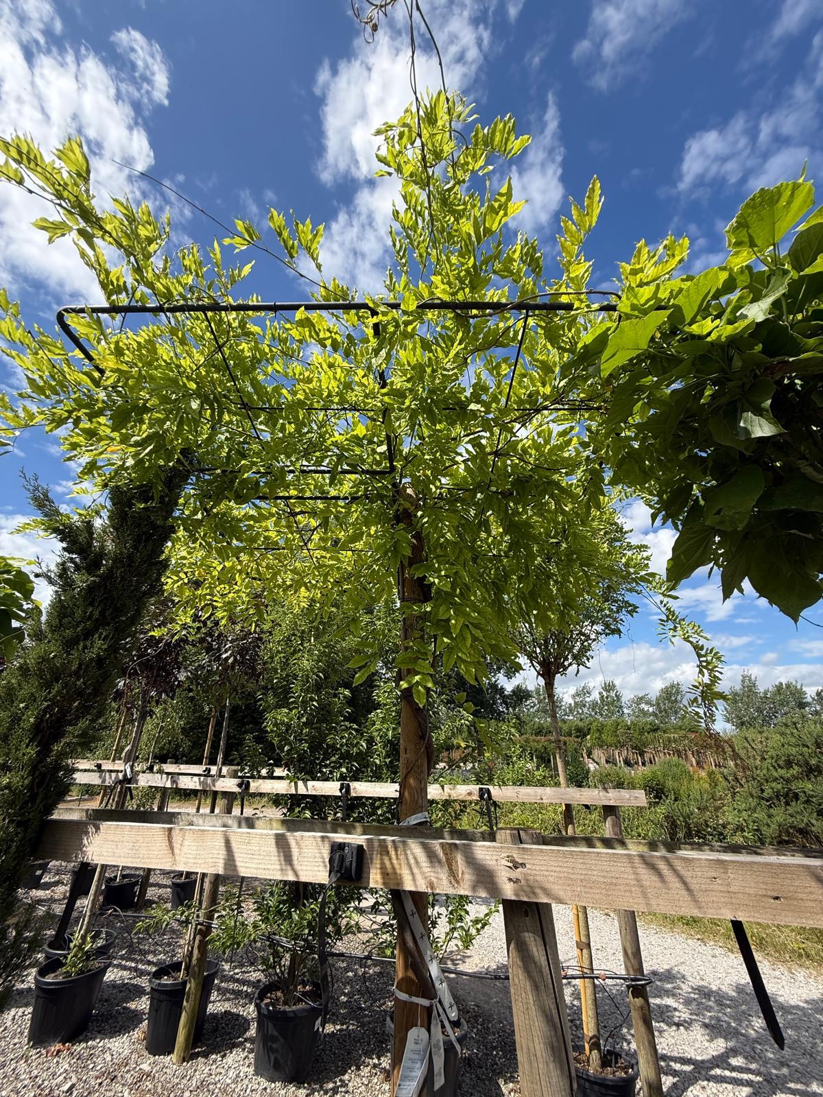 Wisteria Sinensis Pleached Roof 65 Litre Pot