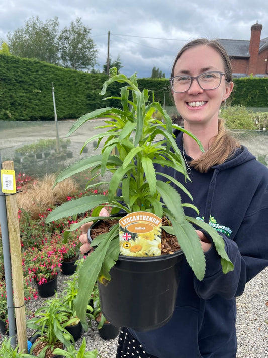 Leucanthemum Goldfinch 3 Litre Pot
