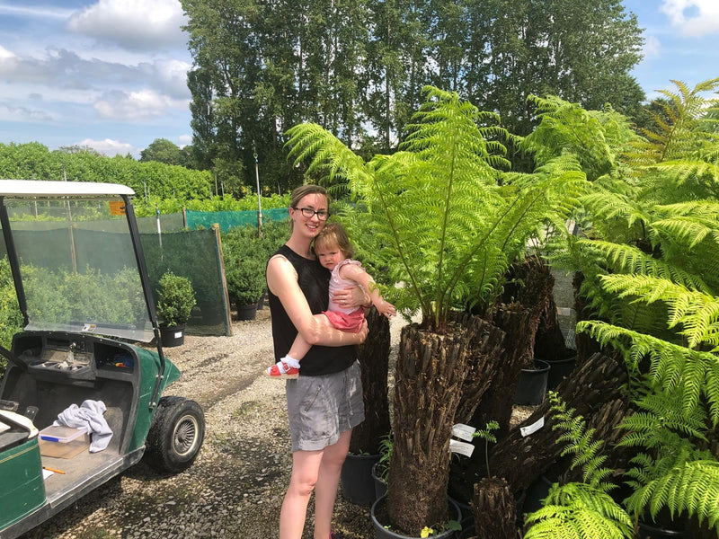 Tree Fern Dicksonia Antarctica 7 Foot Log