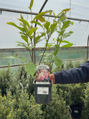 Magnolia Soulangeana 2 Litre Pot