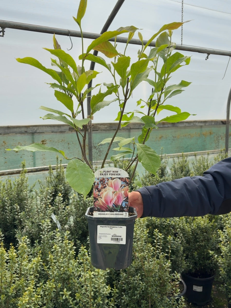 Magnolia Soulangeana 2 Litre Pot