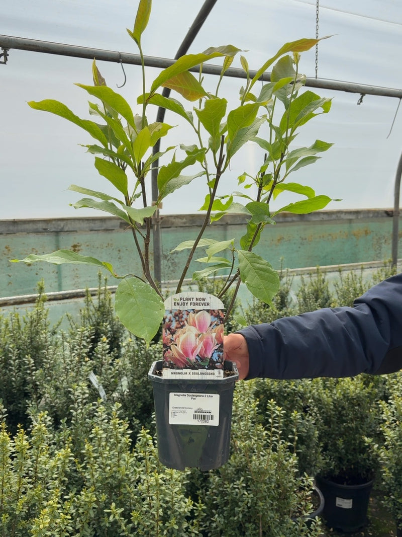 Magnolia Soulangeana 2 Litre Pot